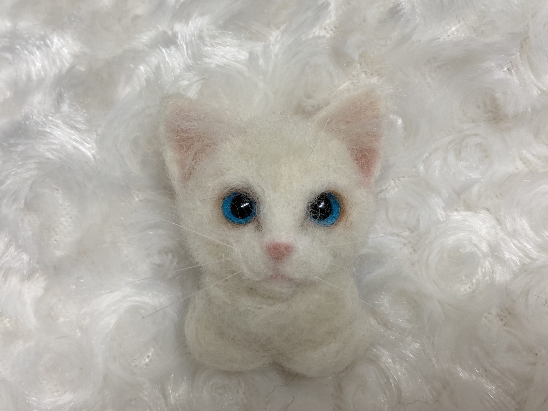 香箱座り白猫